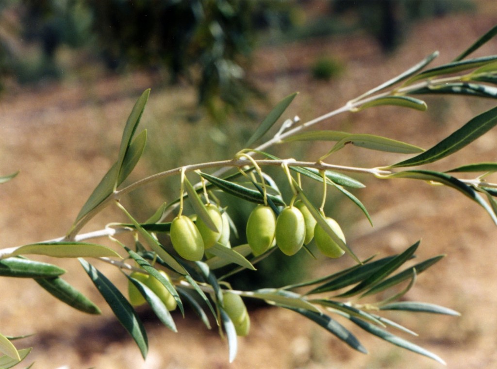 organic olive oil