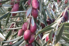 Rama-cornicabra-roja-e1455518536864