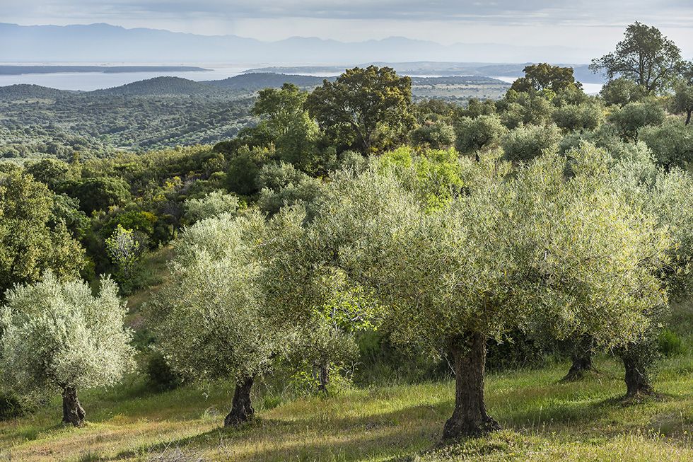 El aceite con más polifenoles del&nbsp;mundo